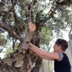Harter Einsatz für Schutz von Hunden und Katzen auf Kreta Harter Einsatz für Schutz von Hunden und Katzen auf Kreta