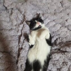 Kater Rio sucht Gesellschaft und Vermittlung doppelt möglich Kater Rio sucht Gesellschaft und Vermittlung doppelt möglich