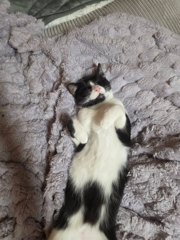 Kater Rio sucht Gesellschaft und Vermittlung doppelt möglich Kater Rio sucht Gesellschaft und Vermittlung doppelt möglich