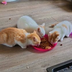 Katzen Geschwister Whisky, Baccardi und Malibu teilen Futter