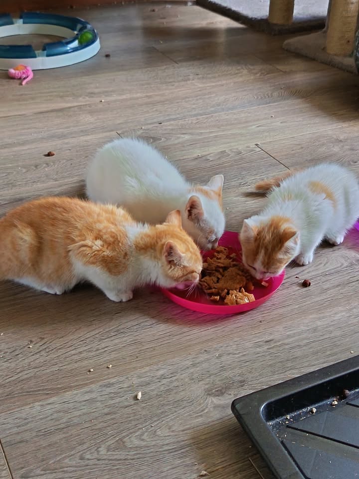 Katzen Geschwister Whisky, Baccardi und Malibu teilen Futter Katzen Geschwister Whisky, Baccardi und Malibu teilen Futter
