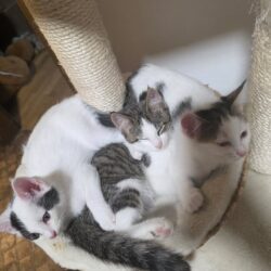 Drei Katzen kuscheln in kleinem Kratzbaum-Körbchen
