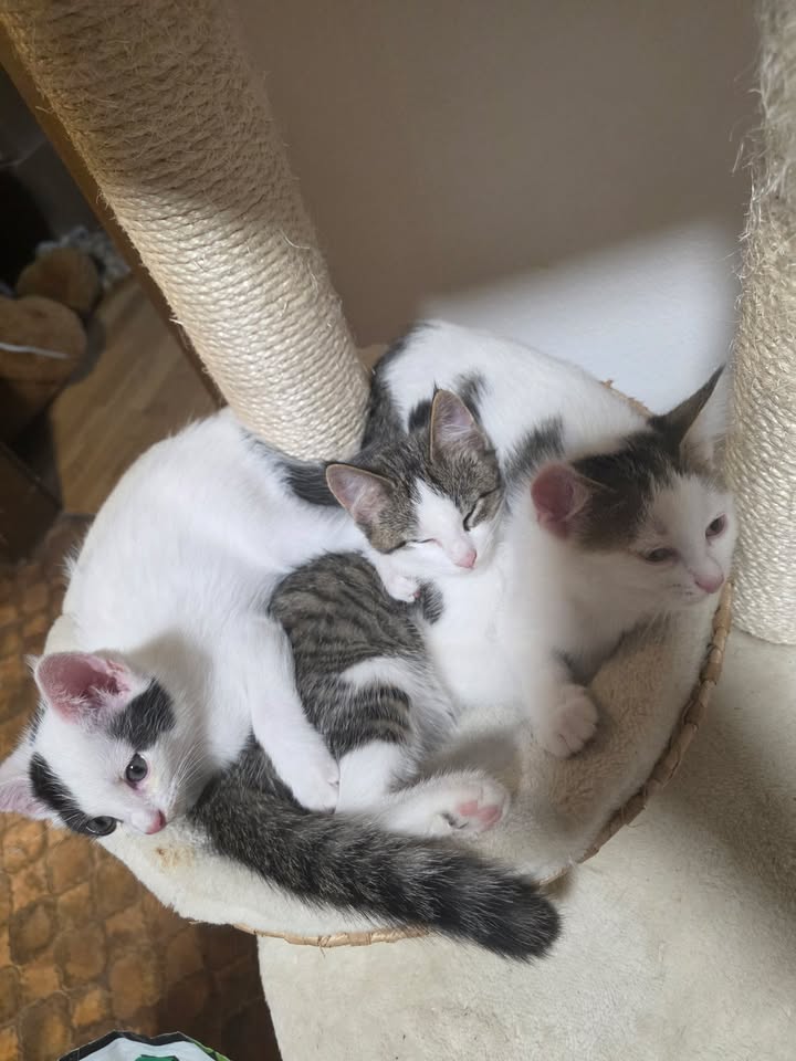 Drei Katzen kuscheln in kleinem Kratzbaum-Körbchen Drei Katzen kuscheln in kleinem Kratzbaum-Körbchen