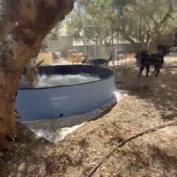Hunde auf Kreta genießen neue Abkühlung im Schwimmbecken Hunde auf Kreta genießen neue Abkühlung im Schwimmbecken