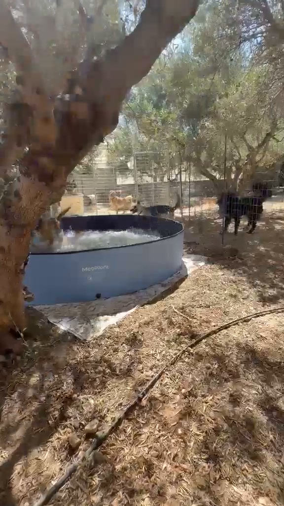 Hunde auf Kreta genießen neue Abkühlung im Schwimmbecken Hunde auf Kreta genießen neue Abkühlung im Schwimmbecken
